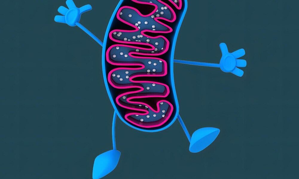 Mitochondria co to jest i jakie mają znaczenie dla zdrowia